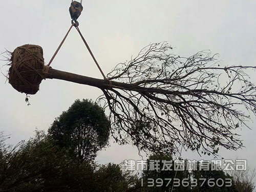 廣東25公分樟樹(shù)全冠發(fā)車(chē)-(2)